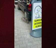 Çorum’da anne kedi, yavrusunu veterinere kendi götürdü