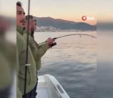Gemlik Körfezi'nde balıkçıların oltasına köpek balığı takıldı
