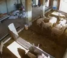 Siyonistlerin vahşeti kan dondurdu! Hayvanlara bunu yapan insana ne yapmaz!