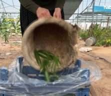 Kadın girişimci devlet desteğiyle kurduğu serada üretime katkı sağlıyor