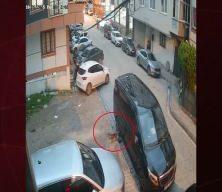 Sokakta gezen bir kedi öyle bir şey yaptı ki...
