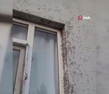 Siirt'in 6 köyünü sinekler istila etti