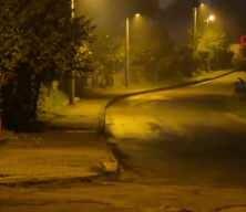 Çakallar Bartın şehir merkezini mesken tuttu