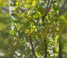 Hakkari'de görüldü! Islık çalıp dikkatini çekti... Vaşağın tepkisine dikkat