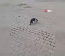 Kedi yakaladığı fareyle oynadı