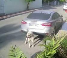 Kendisine saldıran köpeği silahla vuran 83 yaşındaki emekli polis  gözaltına alındı