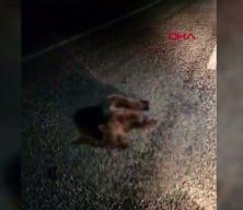 Yolda hareketsiz yatan yavru ayı ekipleri harekete geçirdi