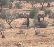 Vahşiler! Siyonist işgalciler zeytin ağaçlarını yok etti