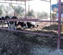 Veteriner teknisyenliğinden kendi çiftliğine: Budamlı hayalini devlet desteğiyle gerçekleştirdi