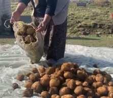 Ağrı’da kışlık patatesler böyle korunuyor