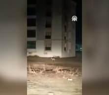 Aç kurtlar şehir merkezine indi