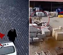 İnek dehşeti!Ahırdan kaçan kızgın hayvan önüne gelene saldırdı!