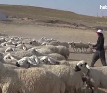 Malatya'da devlet desteğiyle besiciliğe başlayan kadın 250 hayvana ulaştı