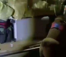 Osmaniye'de bal kabağından uyuşturucu çıktı