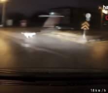 Sokakta köpeklerin kovaladığı genci böyle kurtardı