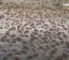 Tavuk eti üretimi eylülde yıllık bazda yüzde 6,9 arttı