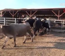 Toplanan inek sütü miktarı eylülde 892 bin 886 ton oldu