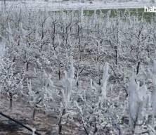 Zirai don desteğinde yeni ödeme: Bakan Yumaklı 798 milyon liranın hesaplara geçtiğini duyurdu