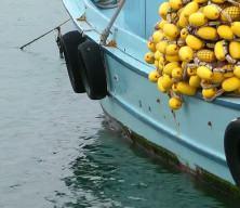 Türkiye'nin balıkçılık kaynaklarında azalma yaşamdı