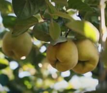 Türkiye tarımda 7 üründe dünya lideri