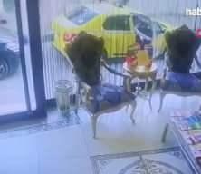 Böcek ailesiyle ilgili ilaçlama firması yetkilisinden skandal itiraf!