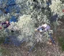 Hatay'da 201 bin ton zeytin rekoltesi bekleniyor
