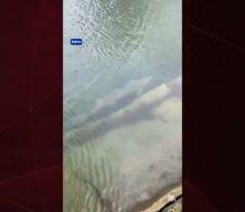 Meriç Nehri'nde yakalanan mersin balığı koruma altına alındı