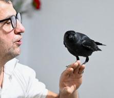 Sahiplendiği karga "Kömür" en yakın dostu oldu