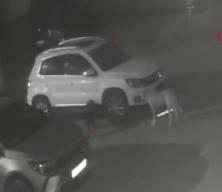 Sokak köpekleri park halindeki aracı parçaladı: O anlar kamerada