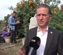 Tarım işçilerinin grevi mandalinayı dalında bıraktı: Kilosu 3 liraya kadar geriledi