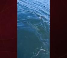 Temizlenen İzmit Körfezi’nde yunusların dansı kameralara yansıdı