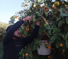 Üretici kilosu 2 liraya kadar gerileyince tonlarca mandalinayı ücretsiz dağttılar
