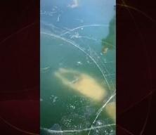 Buz altı yüzme yarışması kabusa döndü! O görüntüler yıllar sonra yeniden gündemde