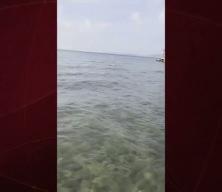 Bodrum'da bir kişi martıyı yakalayan ahtapotu yakaladı