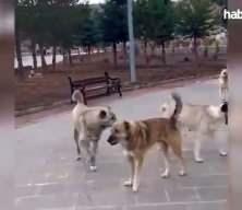 İstanbul Valiliği sahipsiz sokak hayvanları ile ilgili alınan kararı açıkladı