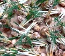 Deneme amaçlı kurduğu tesiste topraksız safran üretimi yapıyor