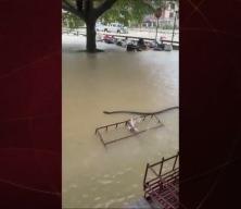 Sel sularının arasında yılan görüldü!