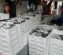 Tekirdağ'da tayfalar mutlu: Yüzlerce kasa balık yakalandı