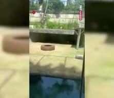 6 metrelik duvarı aşıp aslan kafesine girdi! Sonrası ise...