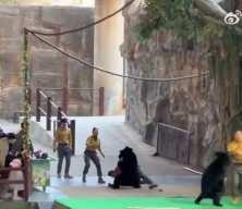 Hangzhou Safari Parkı'nda korku dolu anlar: Kara ayı bakıcısına saldırdı