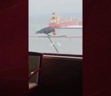 6 bisküviyi aynı anda gagasına sığdırmaya çalışan karga kamerada