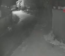 Aç kalan kurtlar mahalleye inerek eşeğe saldırdı