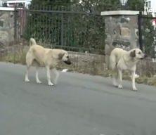 Anayasa Mahkemesi CHP’nin sokak hayvanları düzenlemesi talebini reddetti