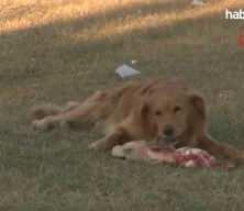 AYM kararına rağmen Ankara’da sokak köpeği yasası uygulanmıyor