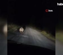 Değişen mevsim nedeniyle ayılar hala uyanık