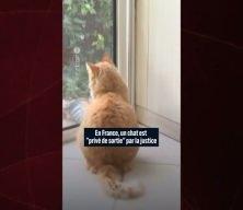 Fransa'da kediye ev hapsi verildi