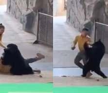 Çin'de dolu anlar: Kara ayı bakıcısına saldırdı