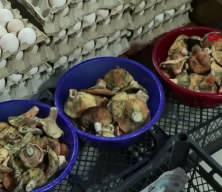 İstanbul'da bir ayda 60 kişiyi zehirledi! 