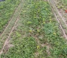 İzmir'de ‘Kırmızı elmas' mesaisi