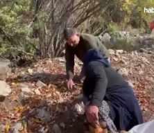 Kimin ektiği belli değil: Dağlardan pazara doğal şifa!